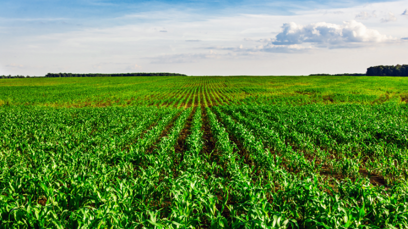 Entenda, com a visão de João Eustáquio De Almeida Junior, como a rotação de culturas transforma o campo ao aumentar a produtividade e reduzir riscos agrícolas.